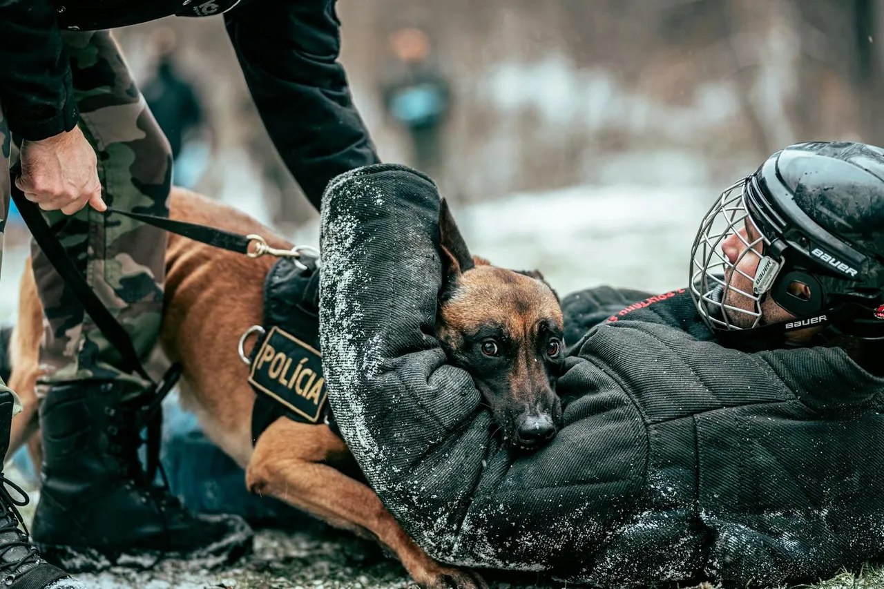 Polizeihund bei der Arbeit im verschneiten Gelände mit Polizisten im Hintergrund