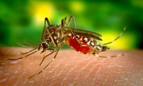 Radio Lozärn Gesundheits-Tipp: Was hilft bei Dengue-Fieber?