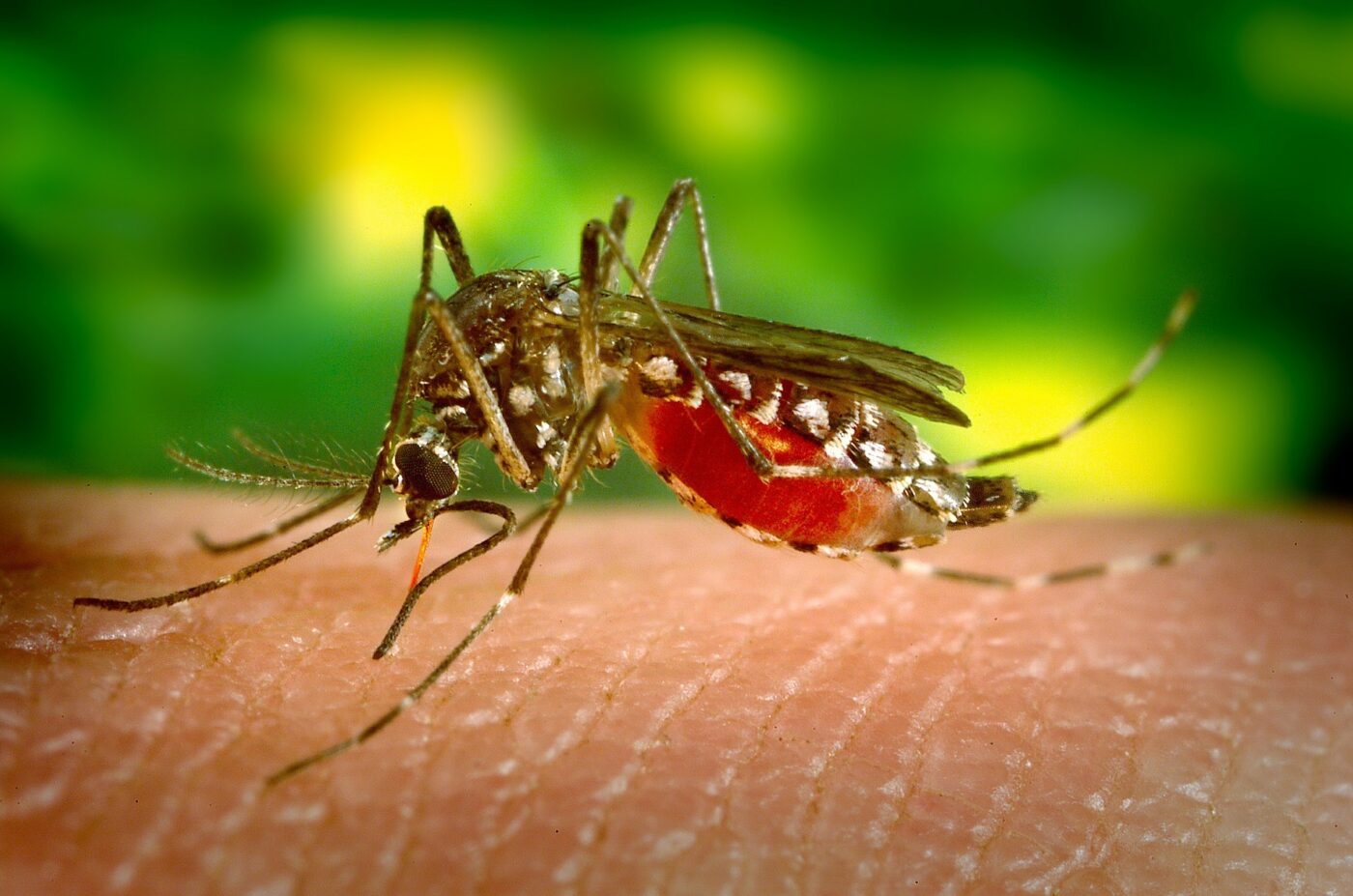 Radio Lozärn Gesundheits-Tipp: Was hilft bei Dengue-Fieber?