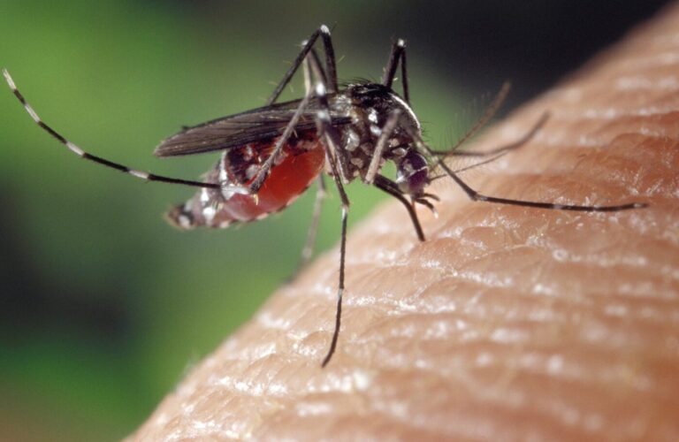 Coronavirus: Können Mücken Sars-CoV-2 übertragen?