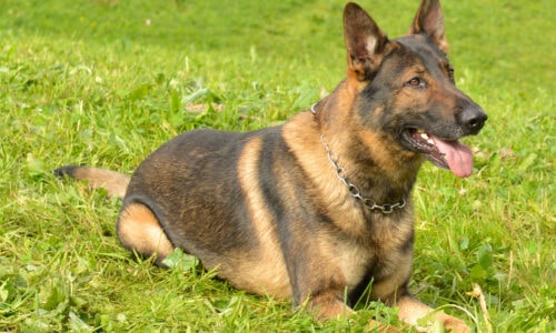 Polizeidiensthund Capo stoppt Auto- und Moutainbikedieb