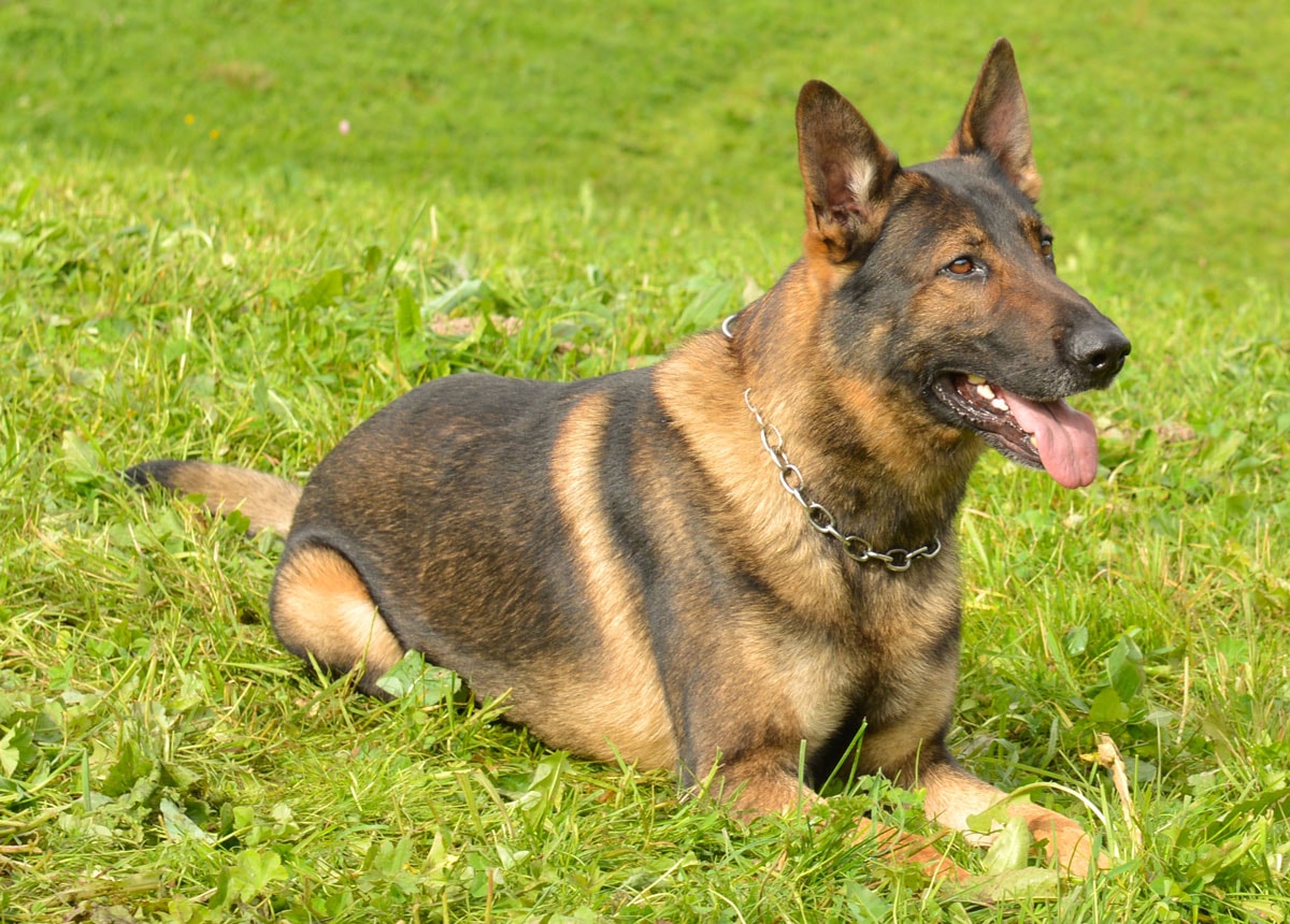 Polizeidiensthund Capo stoppt Auto- und Moutainbikedieb