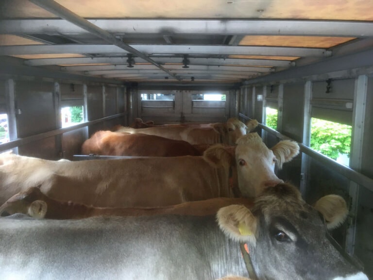 Schwerpunktkontrollen bei Tiertransporten – Vorschriften wurden gut eingehalten