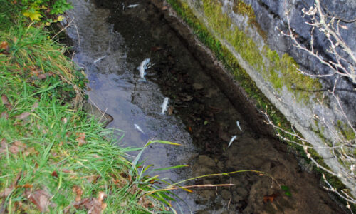 Gewässerverschmutzung durch Betonwasser führt zu Fischsterben