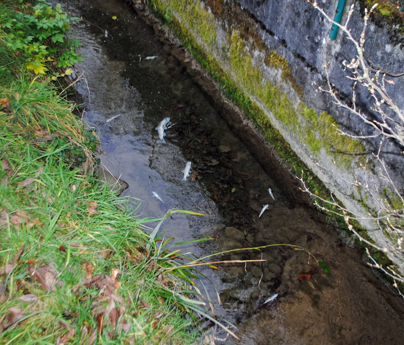 Gewässerverschmutzung durch Betonwasser führt zu Fischsterben