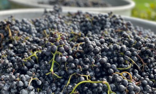 Luzerner Weinjahr 2022: Frühe und gute Weinernte von bester Qualität